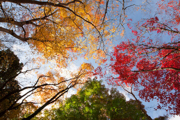 笠置山の紅葉