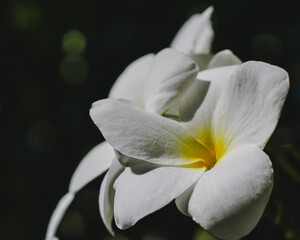 close up of a white flower