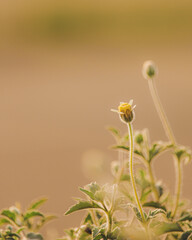 flower in the grass