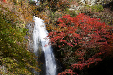 秋の箕面の滝
