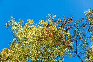 Birch branches with yellow leaves in autumn, in the light of sunset. Blue sky background