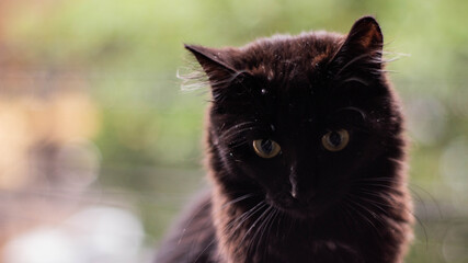 CAT LITTLE KITTEN CUTE BLACK CAT ADORABLE FELINE PET