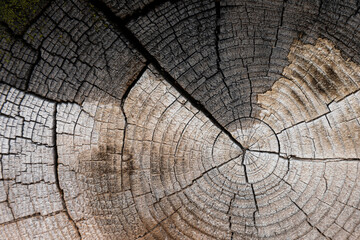 Fototapeta premium Two tones surface in brown color of cracking wood.