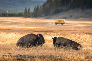 Two american bisons in meadow with running car in background.