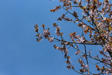Pink flower blossoms with blue sky backdrop
