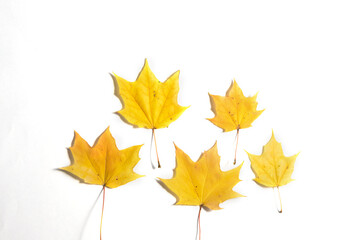 Yellow Autumn fallen foliage on white background