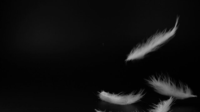 Slow motion of white fluffy feathers falling and flying over black background