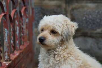 dog in front of a house