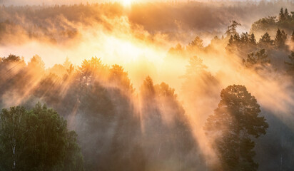 Dawn in a foggy forest, the sun's rays make their way through the fog and trees.