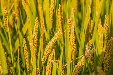 Close view of yellow and mature rice field in autumn time.