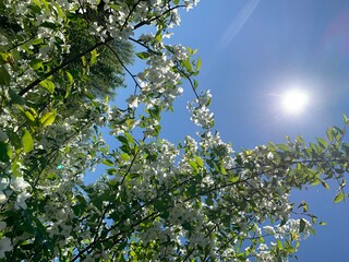 leaves and sky