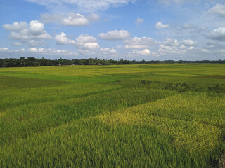 Paddy field of Assam,India during the autumn season