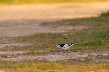 Pied Wagtail