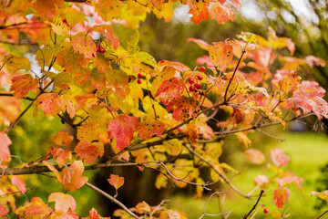 Viburnum bush with red berries and red autumn leaves