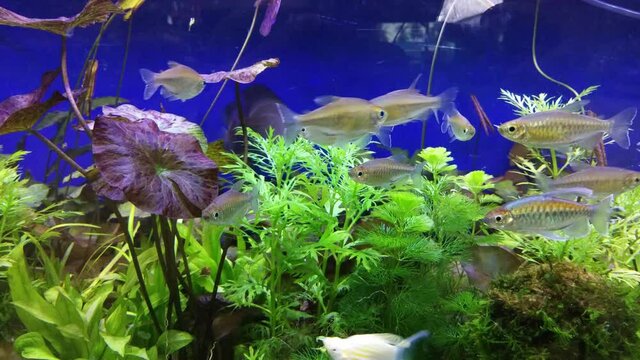 Many Congo tetra fishes (Phenacogrammus interruptus) diving in glass fish tank around with green freshwater plant and blue background.