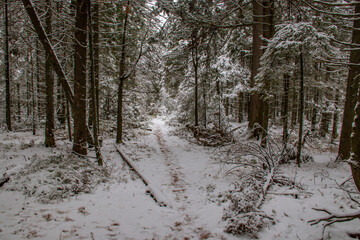 The trail leads through a dense, gloomy winter forest covered with fallen snow. Fallen tree trunks lie on the trail.