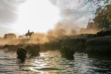 Obraz na płótnie Canvas wild buffalos and horses in lake 