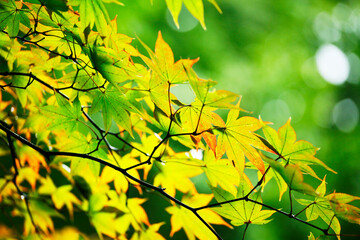 Obraz premium モミジ