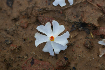 Shiuli flower, parijat flower. Night-flowering jasmine