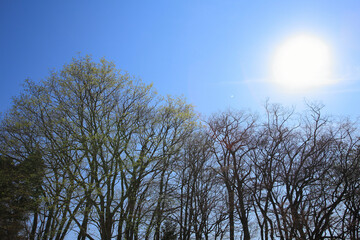 樹木と青空太陽