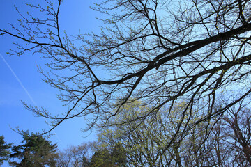 樹木と青空