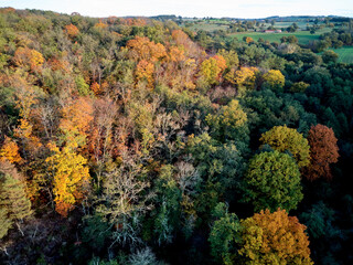 Obraz premium Vue aérienne de la forêt et d’un étang à l’automne.