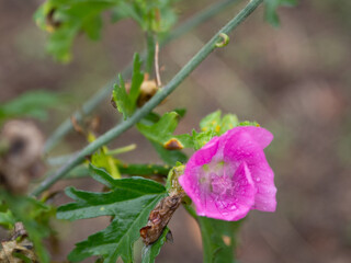 on pink flower are thick raindrops