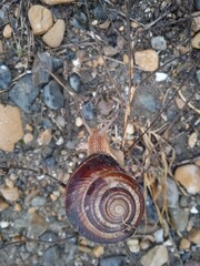 a snail in a brown shell and with cute horns crawls on wet round stones in its natural habitat in rainy weather, top view