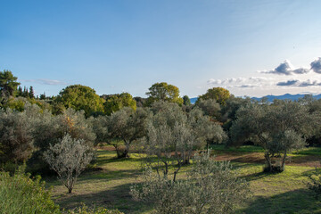 ZADAR, CROATIA, 25.10.2020. Olive trees in Dalmatia just before harvest. Mediterranean landscape.
