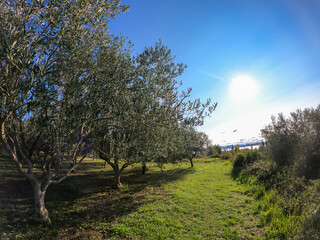 ZADAR, CROATIA, 25.10.2020. Olive trees in Dalmatia just before harvest. Mediterranean landscape.