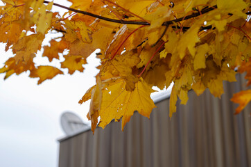 Autumn branch of maple against a cloudy sky.
