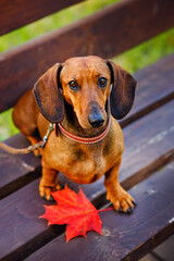 Portrait of a red-haired thoroughbred Dachshund sitting on a bench in an autumn Park with a red maple leaf.
