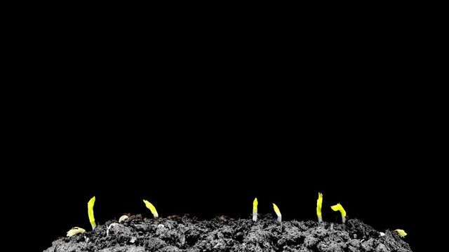 TIME-LAPSE: Grows sprouting out of barren ground