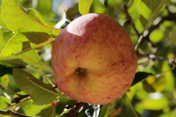 Ripe apples, hanging in a tree.