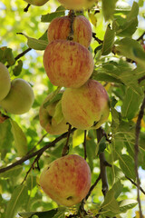 Ripe apples, hanging in a tree.
