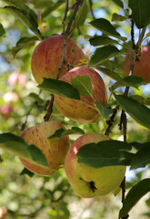 Ripe apples, hanging in a tree.