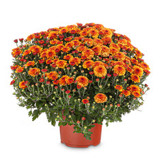 Orange autumn chrysanthemums