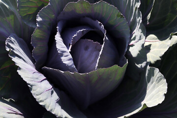 Red cabbage in garden, close up