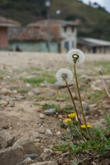 dandelion in the field