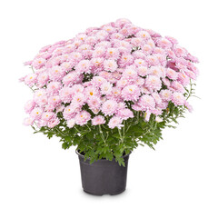 Beautiful light pink Chrysanthemum