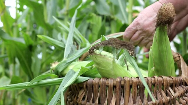 The woman picks off the ears of corn and puts them in a basket in the country. Agriculture, organic