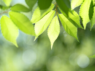 新緑のケヤキの葉
