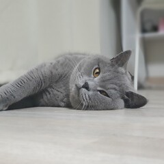 British shorthair