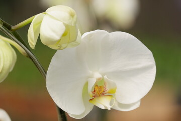 Bunga Anggrek Bulan Putih , Close up view of beautiful white phalaenopsis amabilis / moth orchids in full bloom in the garden with yellow pistils isolated on blur background. out of focus
