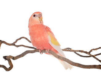 Bourke parrot