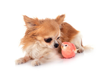 Bourke parrot and chihuahua