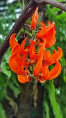 Butea superba ; A unique forest plant. the dark orange flowers on long & large vine.
