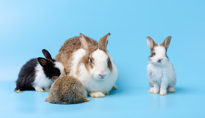 Mother rabbit and three newborn bunnies on blue background.