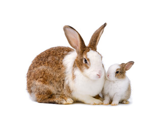 Adorable mother rabbit and baby rabbit on white background.