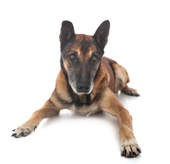 old malinois in studio